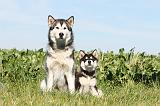 ALASKAN MALAMUTE 007